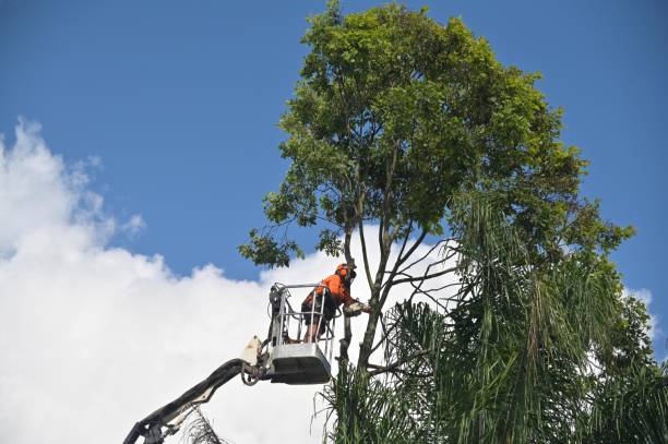 Best Root Management and Removal  in Denison, TX