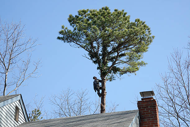 Denison, TX Tree Services Company